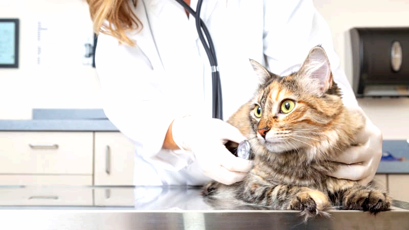 Feline blood type test kit.png