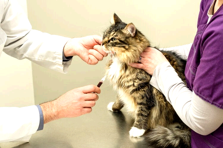feline blood test 2.png